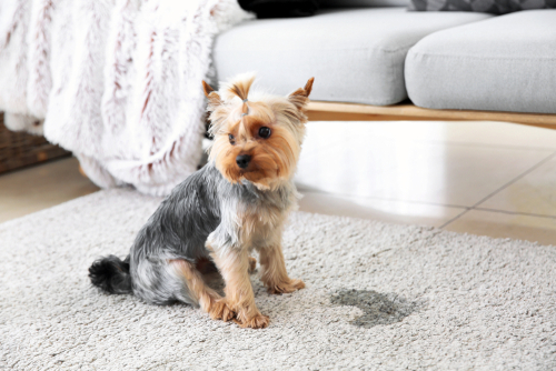 How can I naturally disinfect my carpet