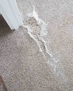 dog damaged carpet before
