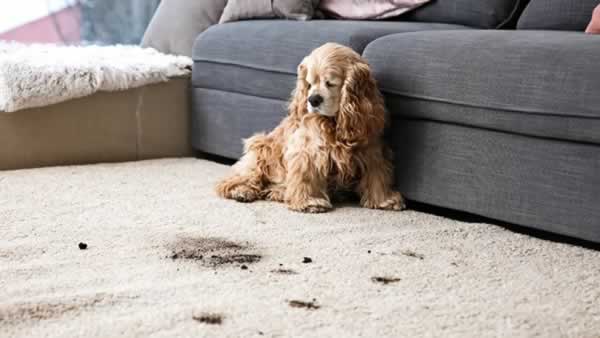 pet stain removal